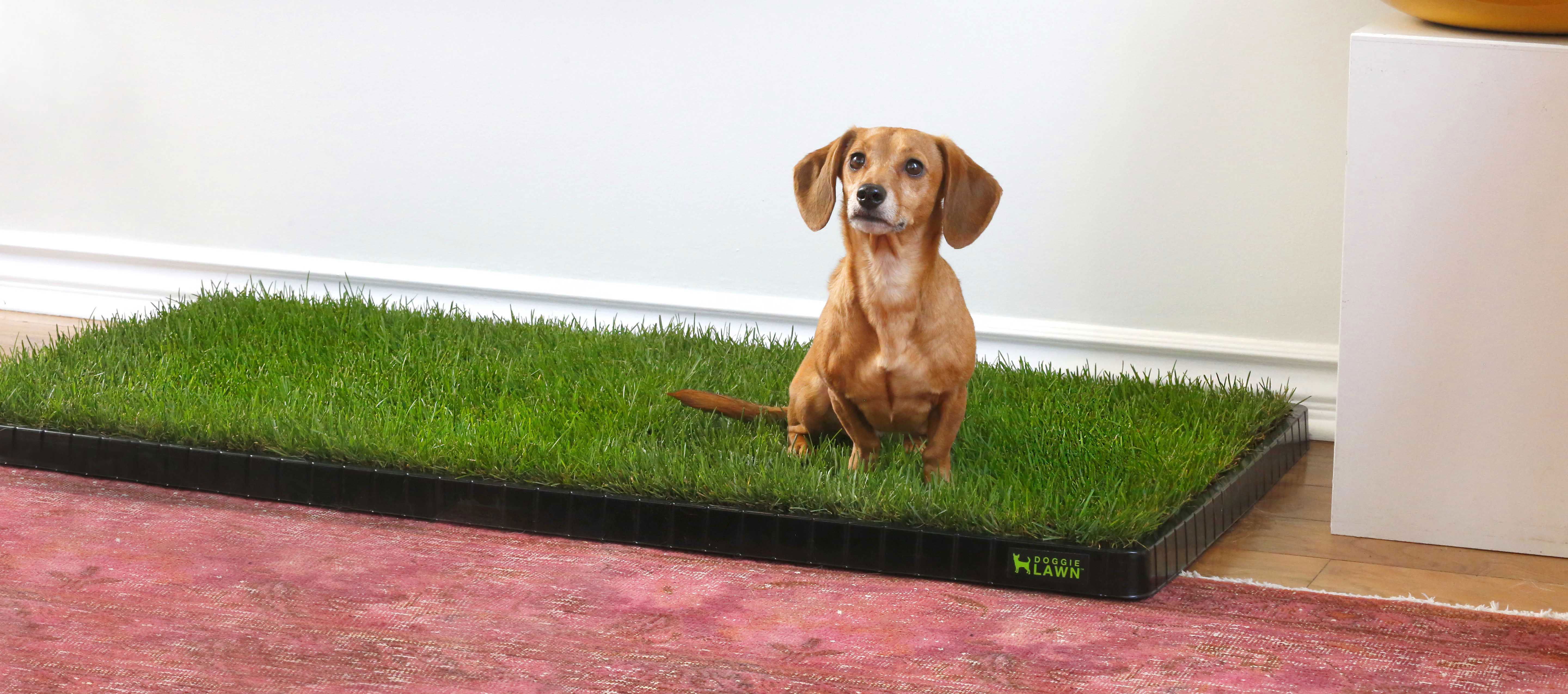 Dog Potty Grass Doggielawn Eco Friendly Indoor For Dogs